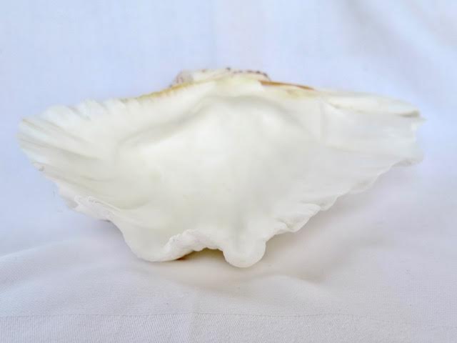Angel Wing Shell