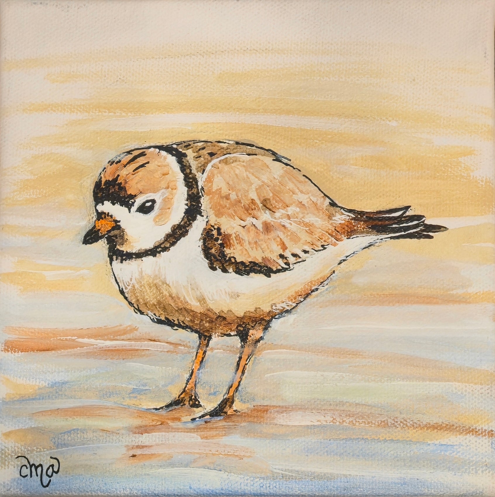 Piping Plover