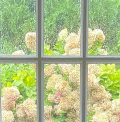 Hydrangeas