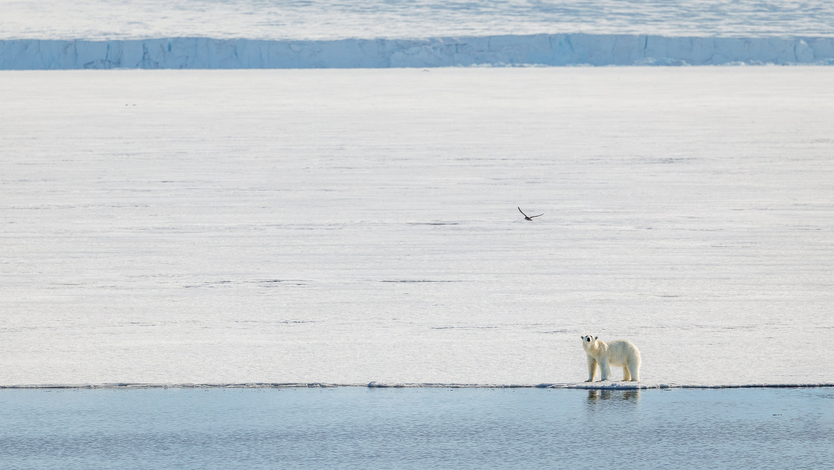 Bear in Solitude