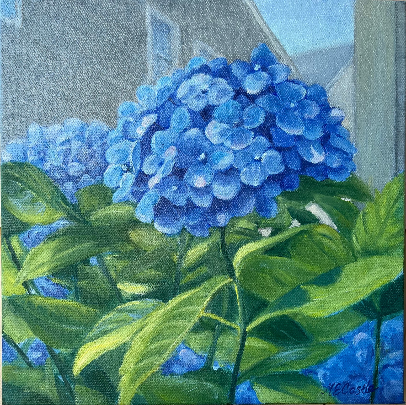 One Hydrangea 