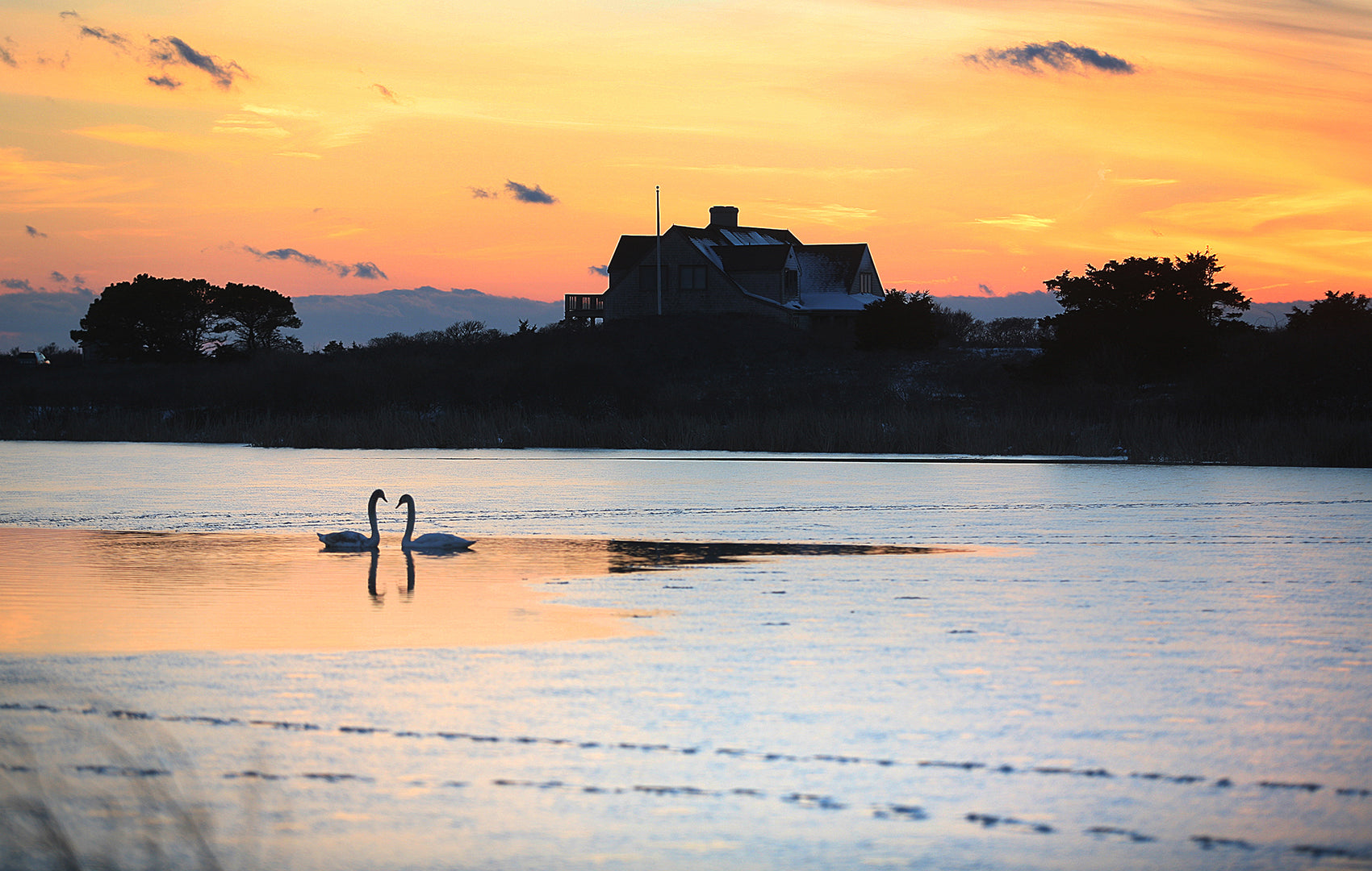 Swan Sunset