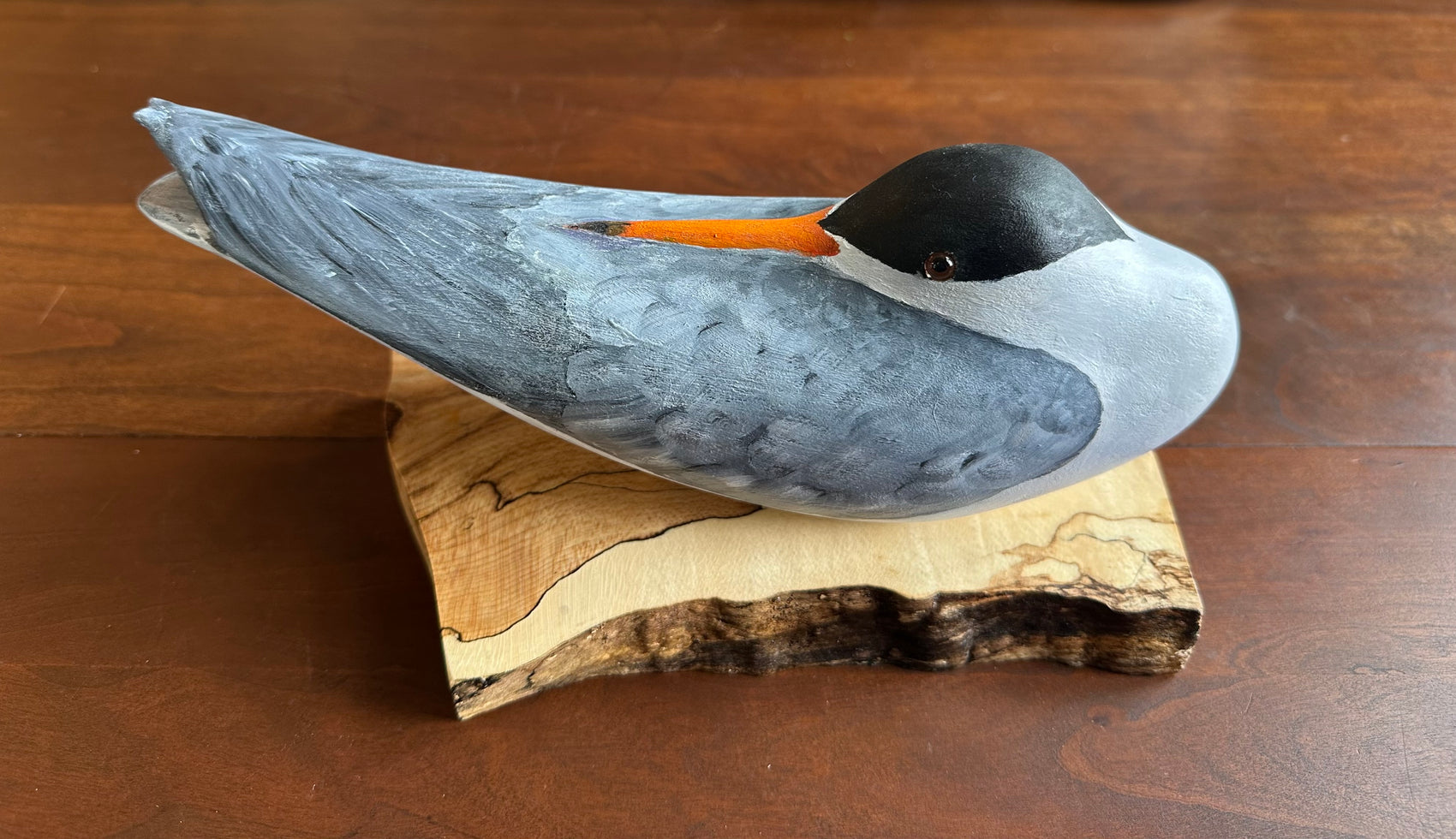 Resting Tern