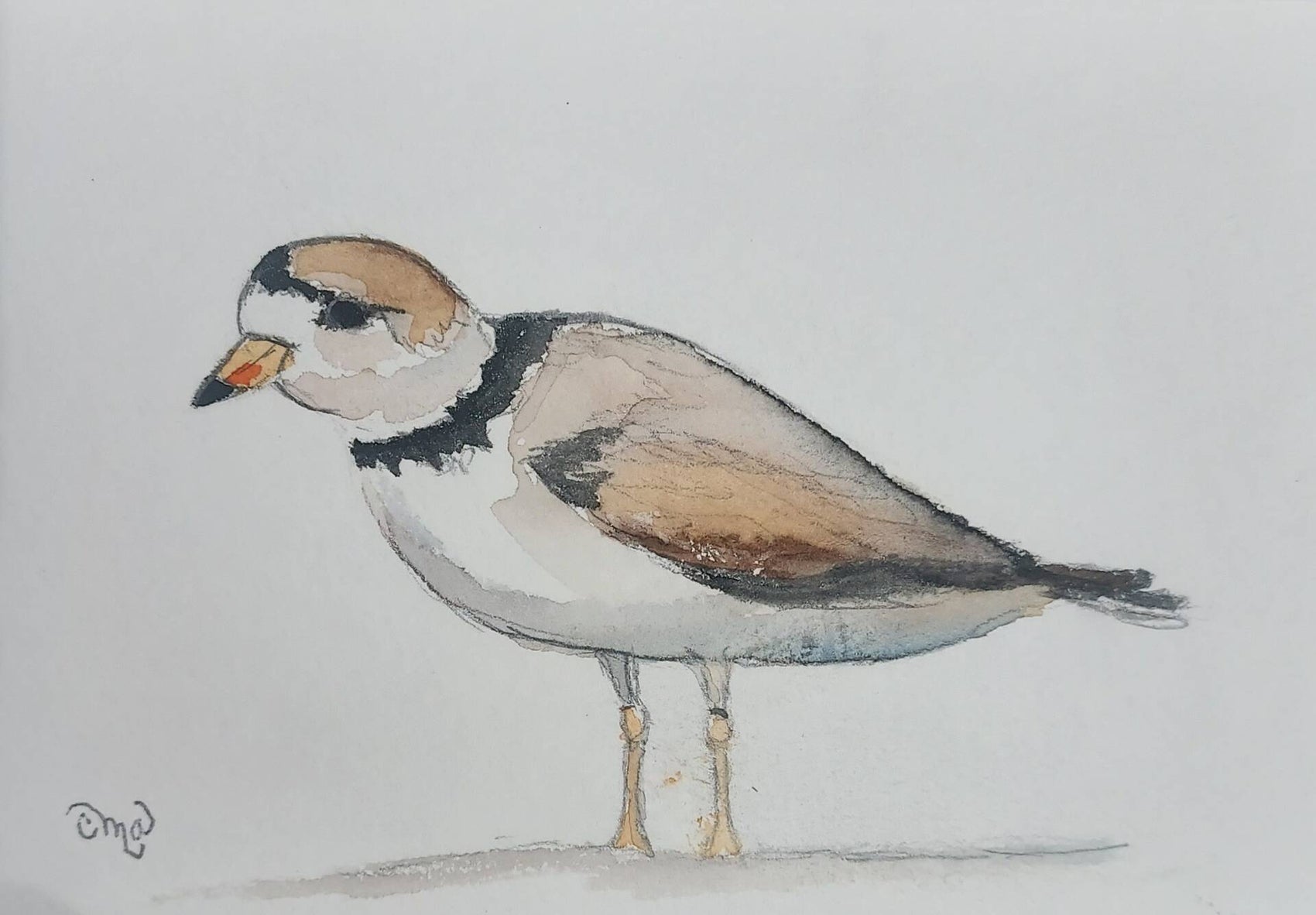Piping Plover