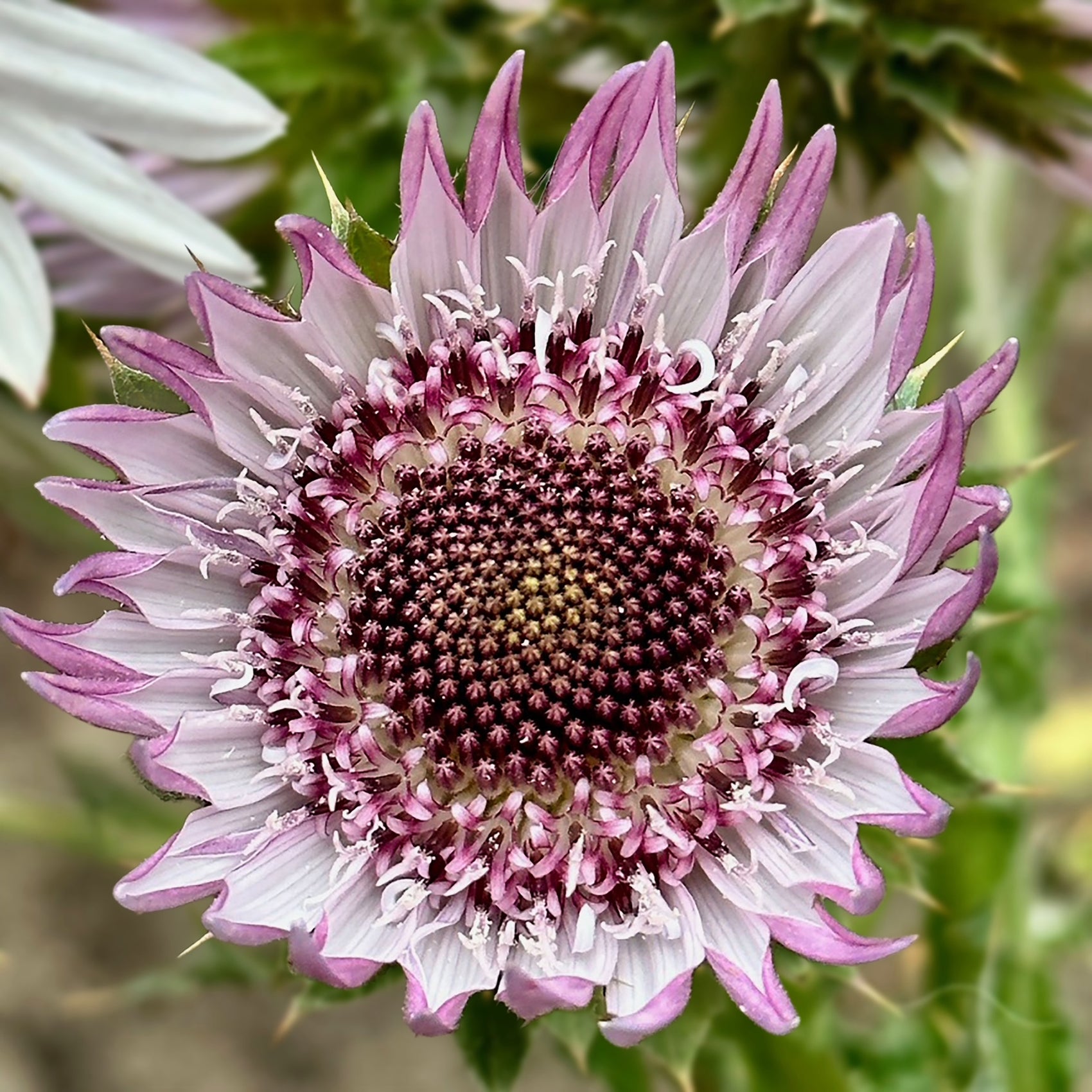 Thistle