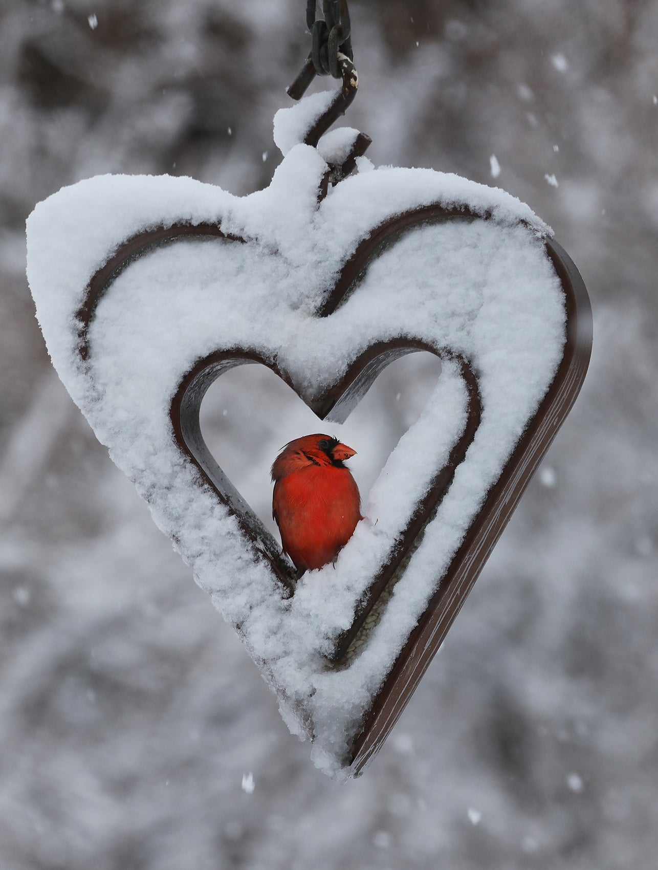Cardinal in Snow