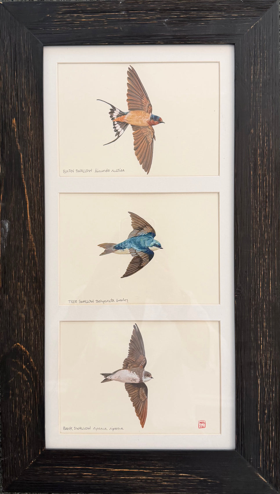 Swallows of Nantucket