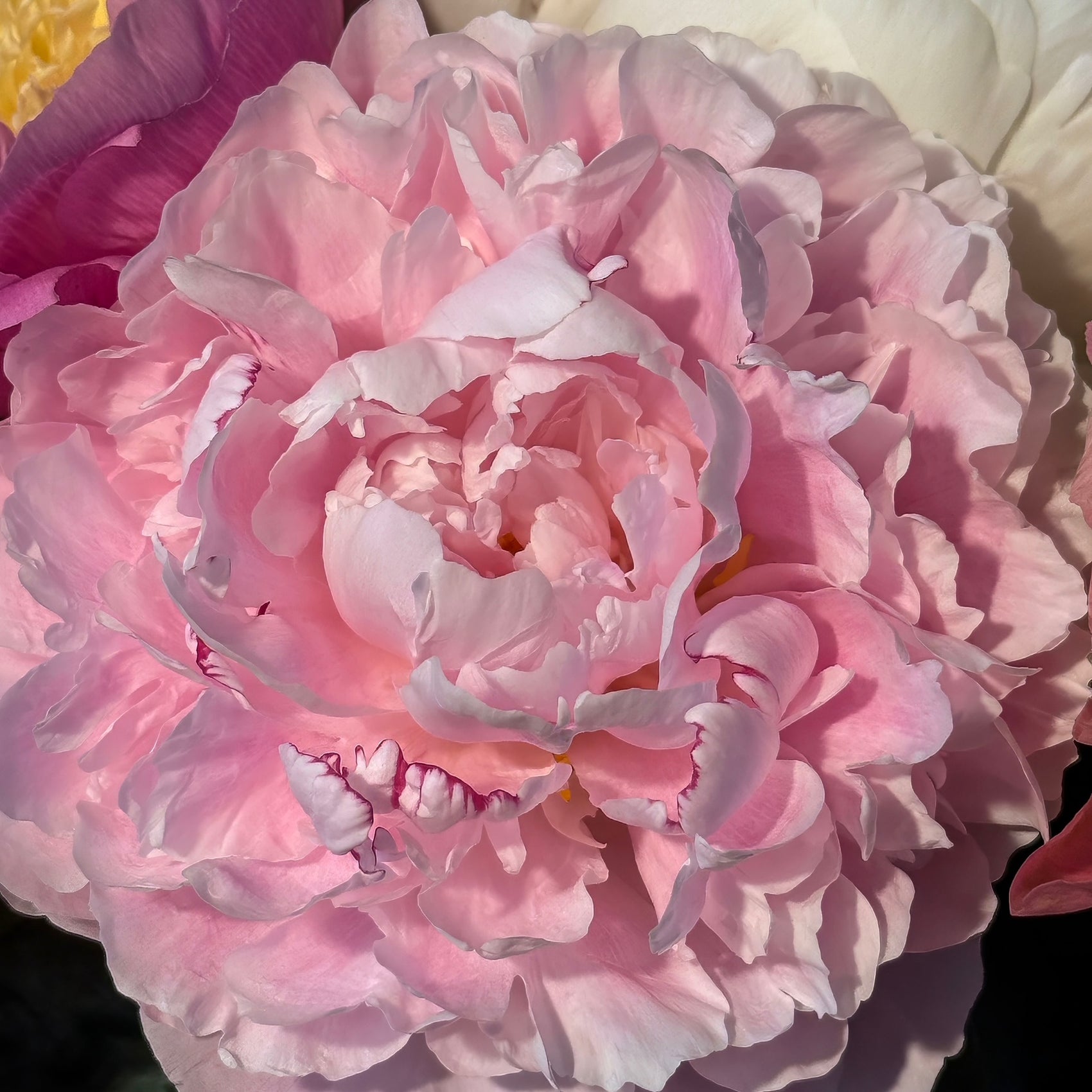 Pink Maxima