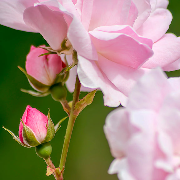 Pink Rose