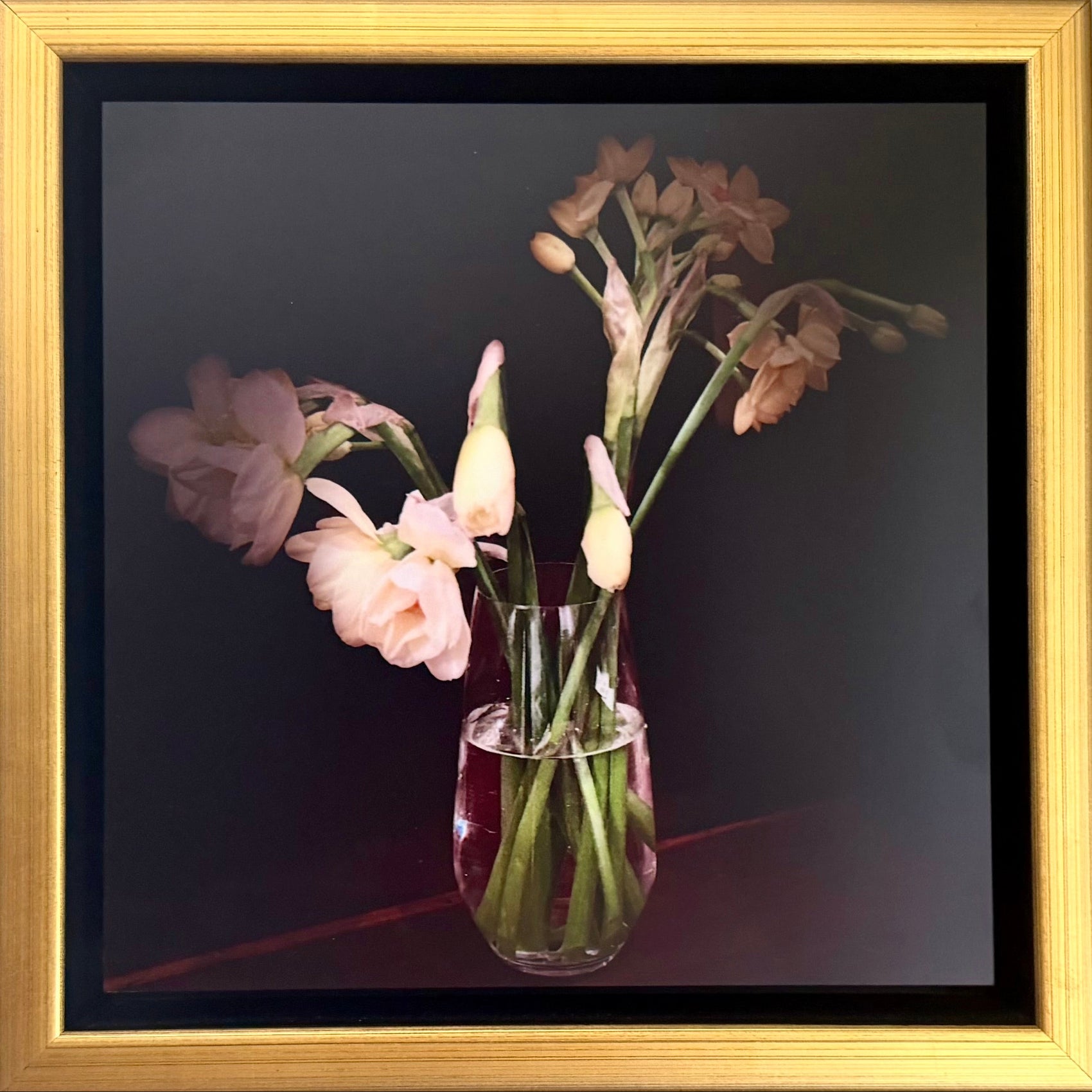 Daffodils 