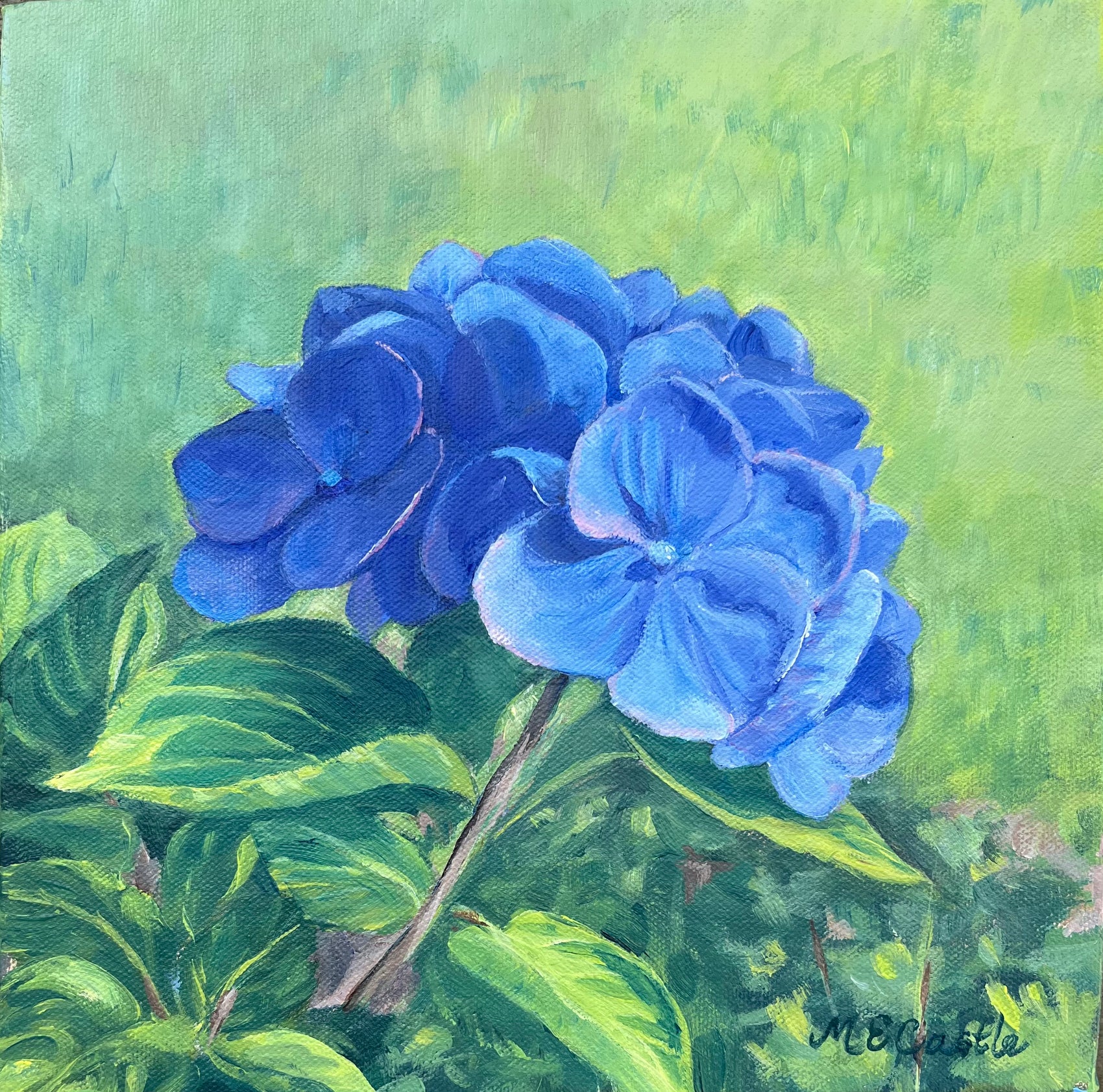 The Mathilda Gutges Hydrangea