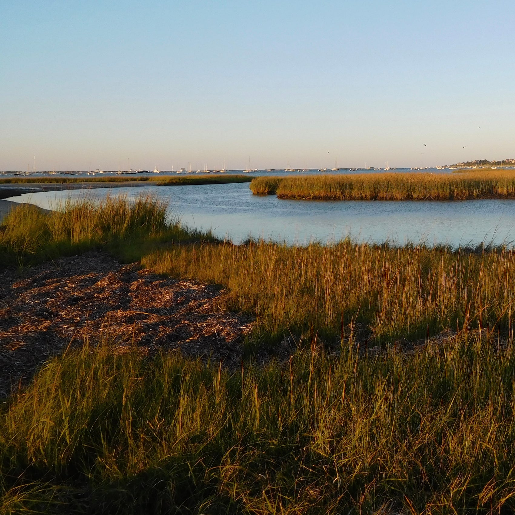 The Creeks