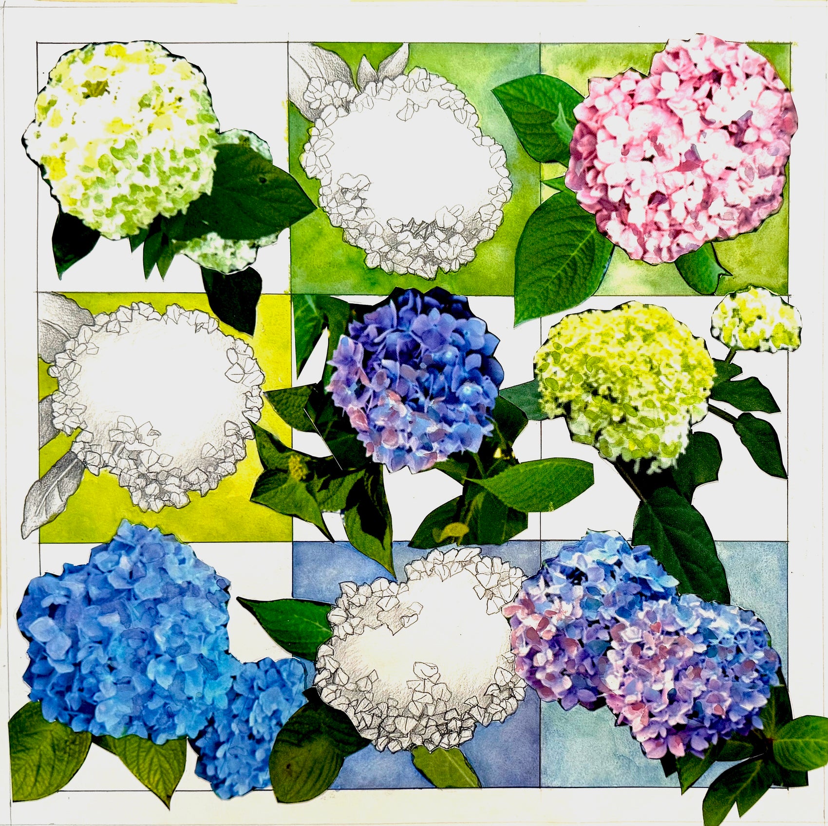 Hydrangea Still Life #2