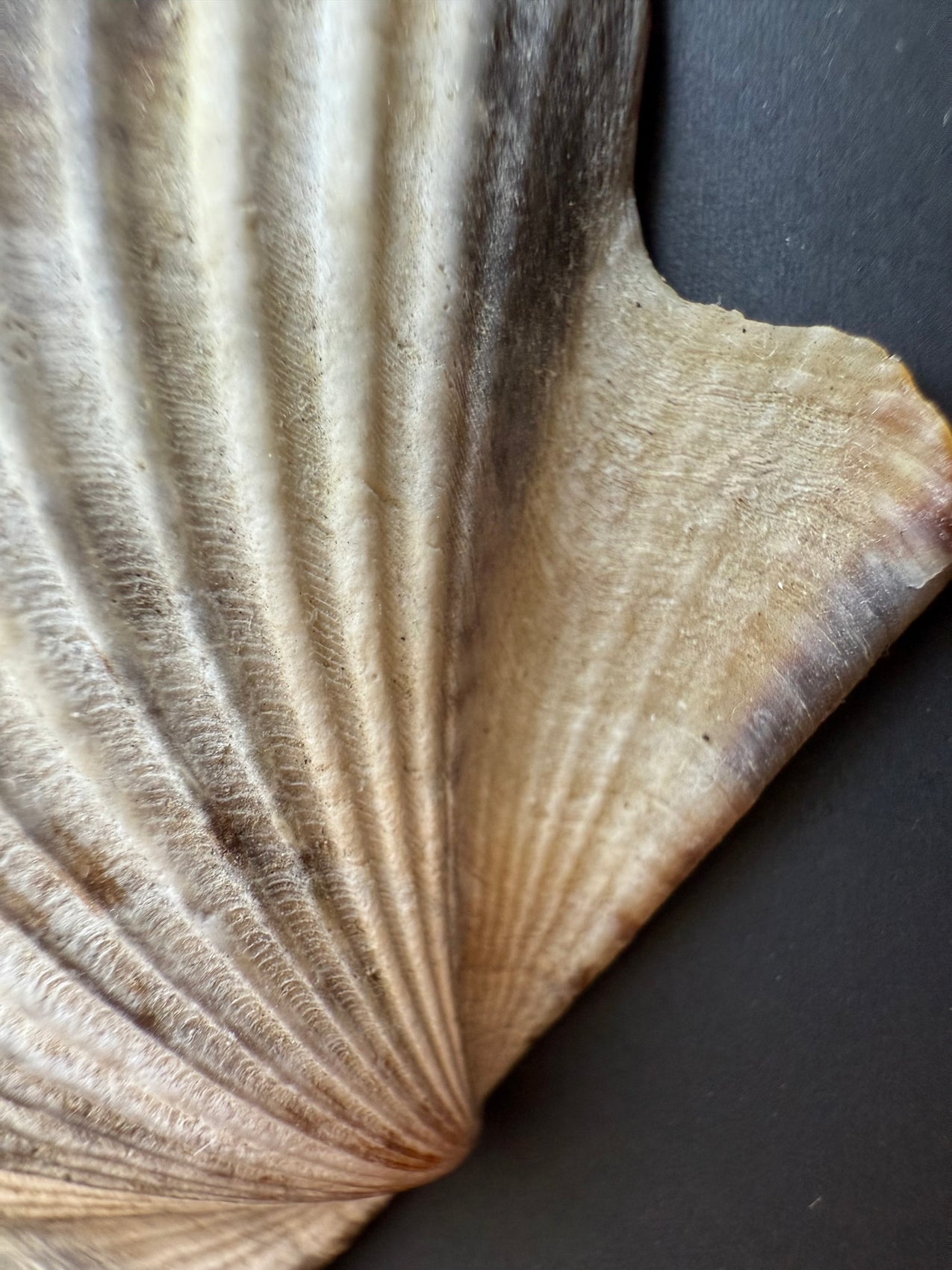 Scallop Shell