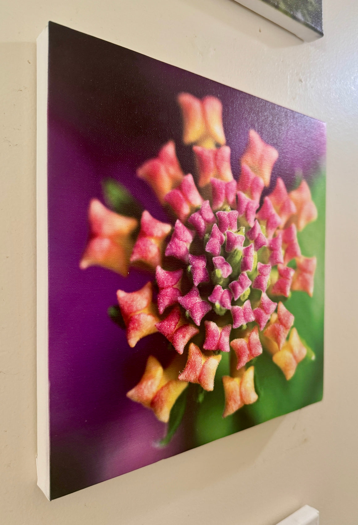 Lantana