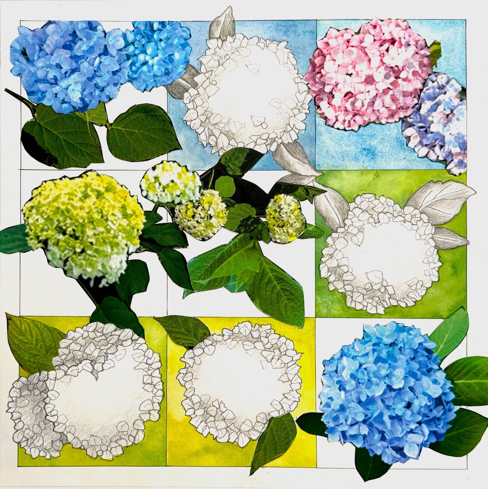 Hydrangea Still Life #1