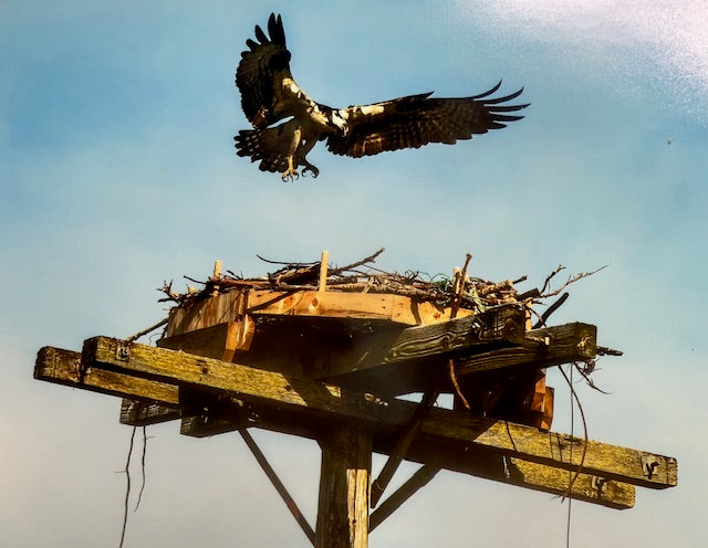Nesting Osprey