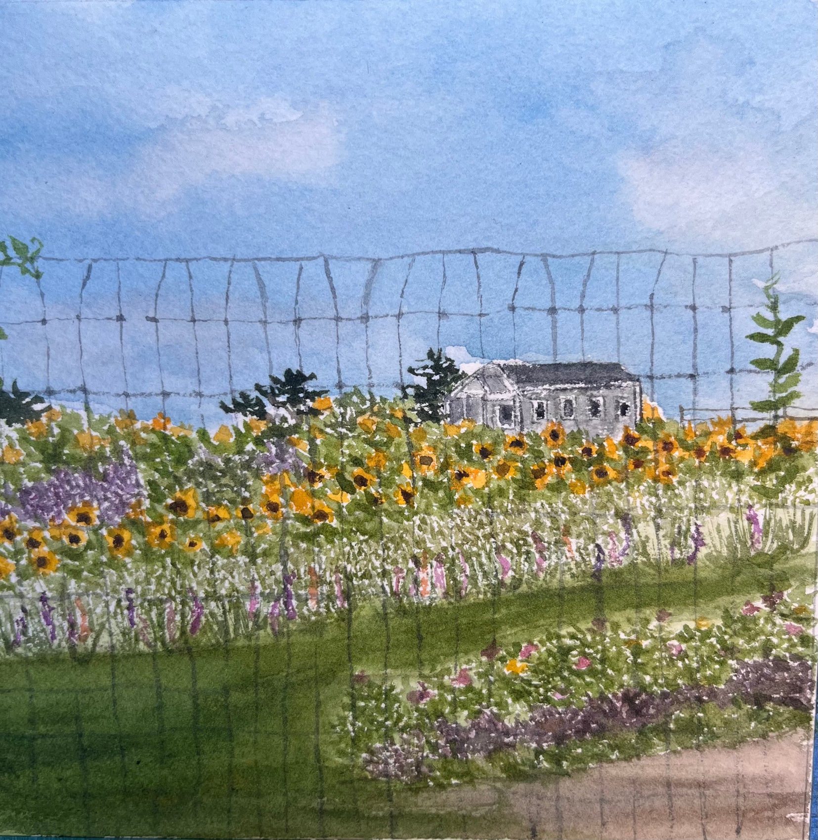 Sunflowers at the farm