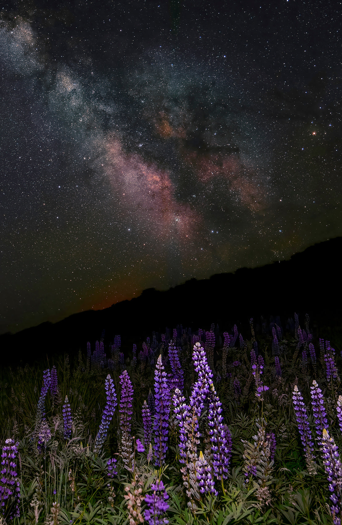 Lupines by Night
