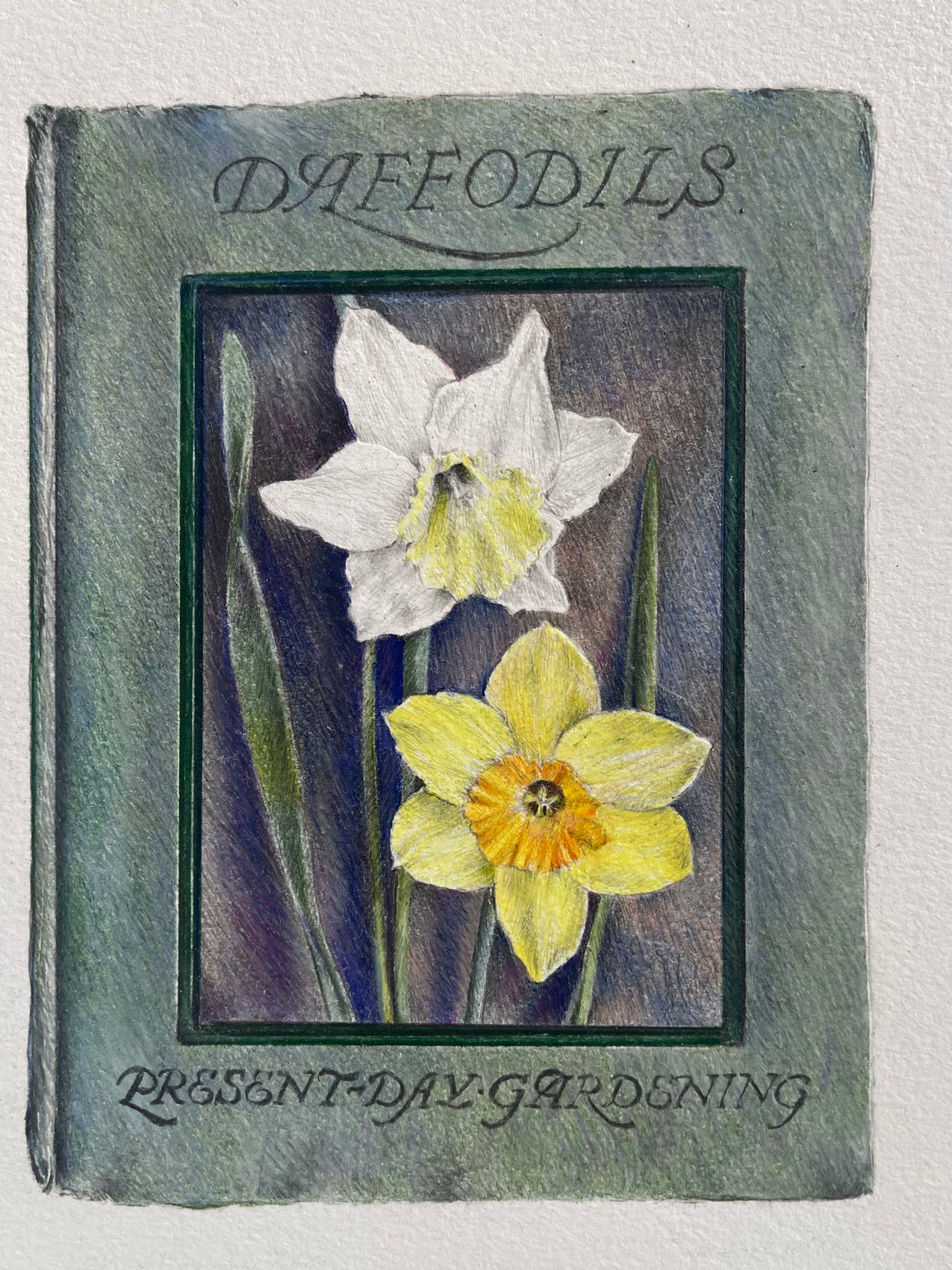 Daffodils Present Day Gardening 