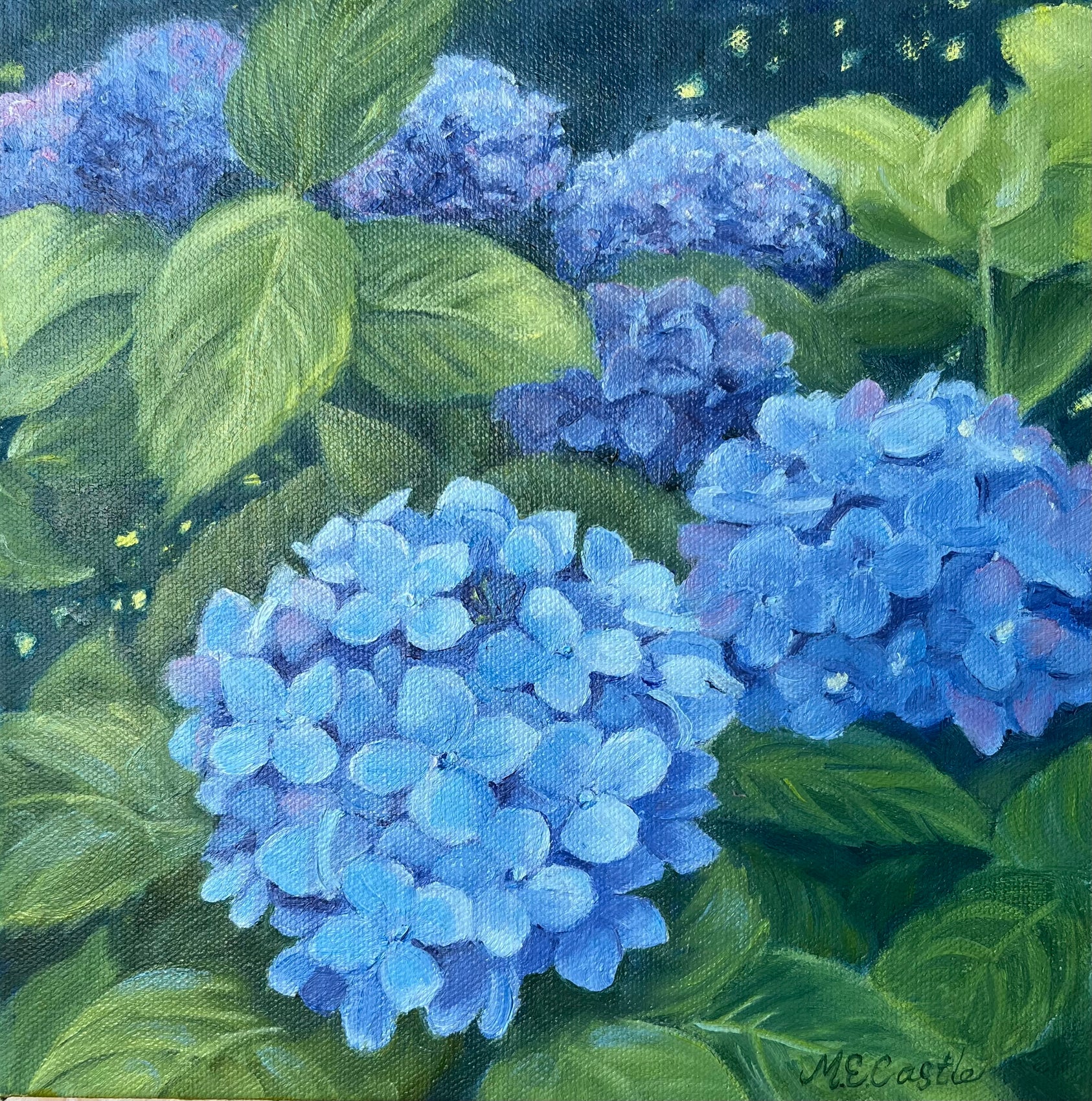 Blue Hydrangeas 
