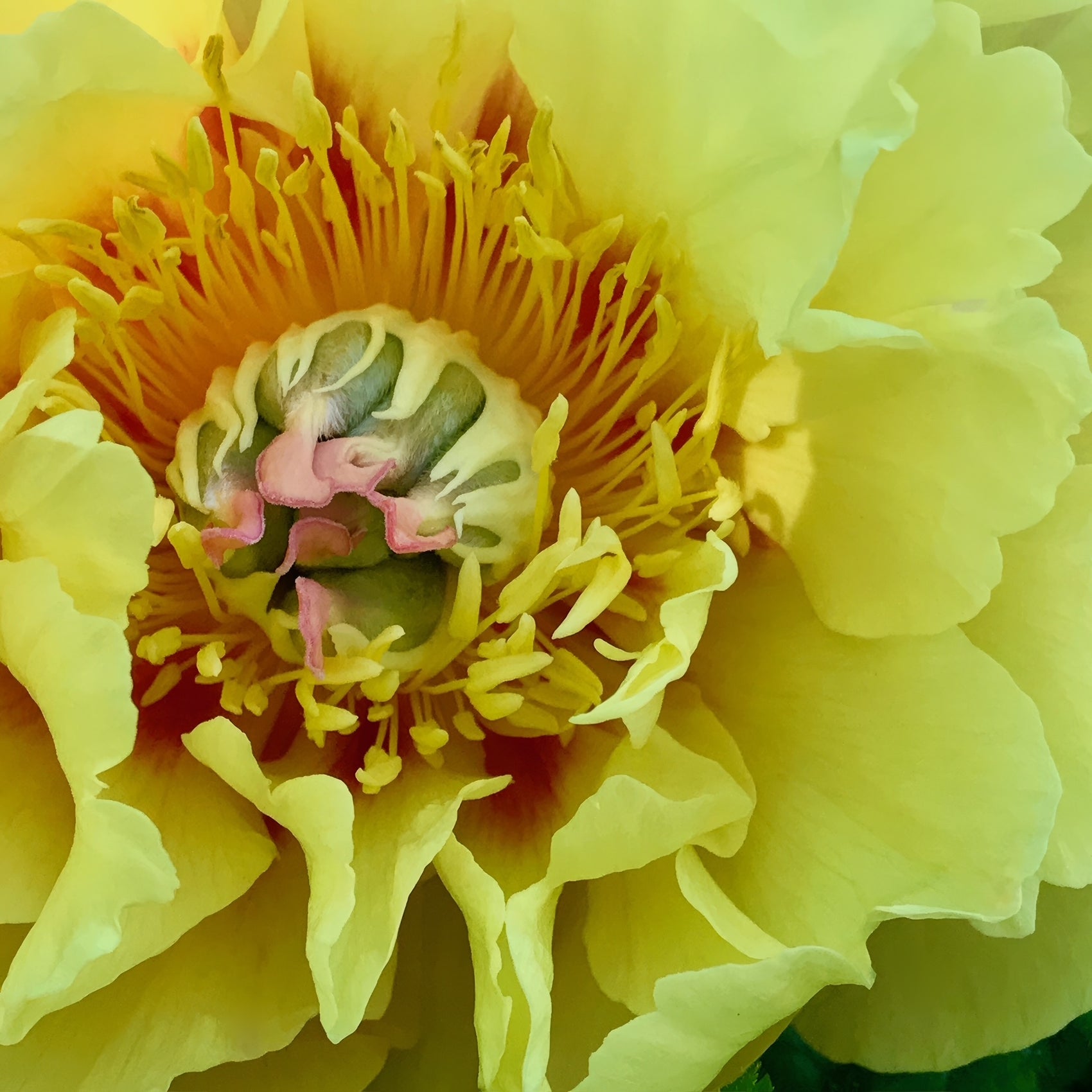 Garden Treasure