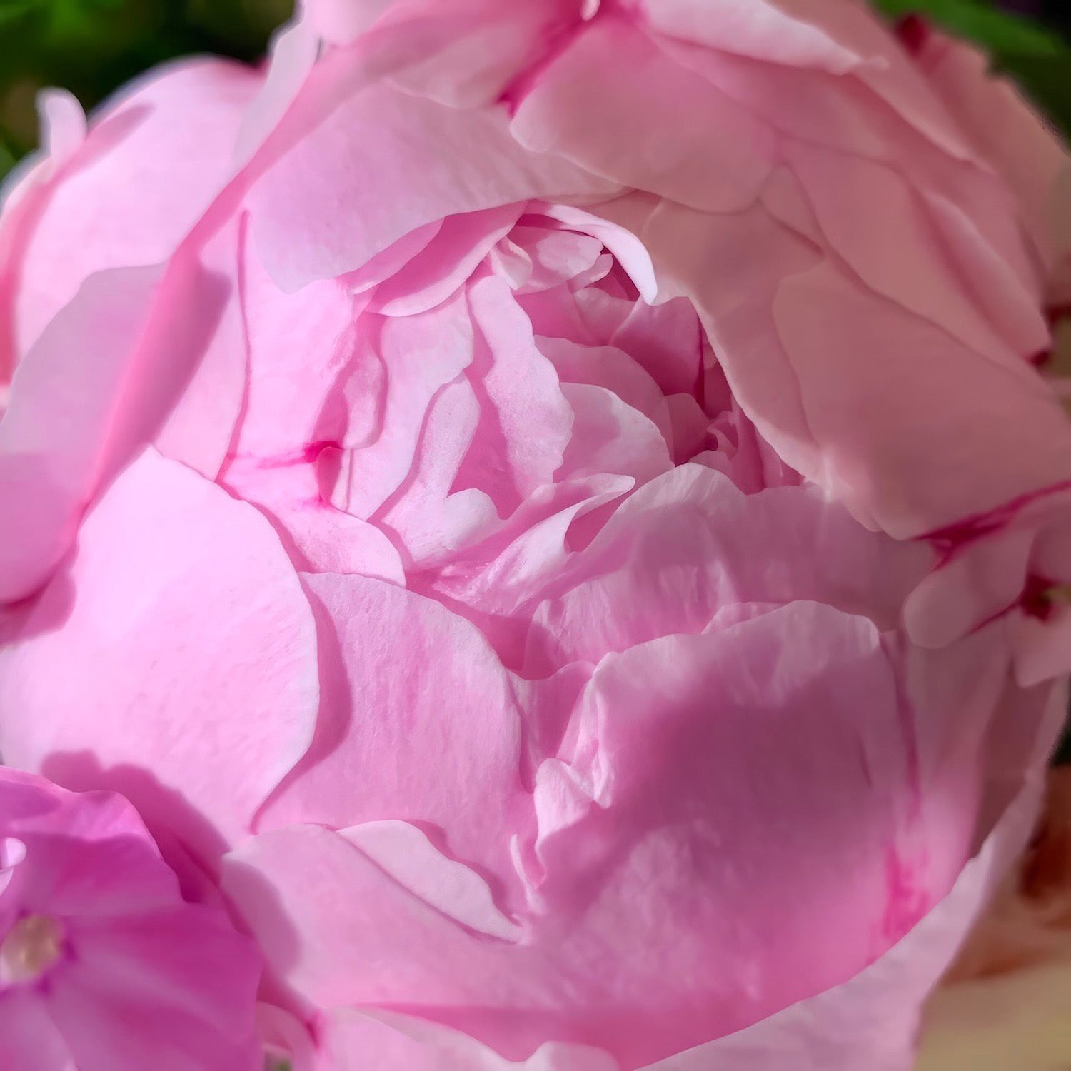 Pink Beauty
