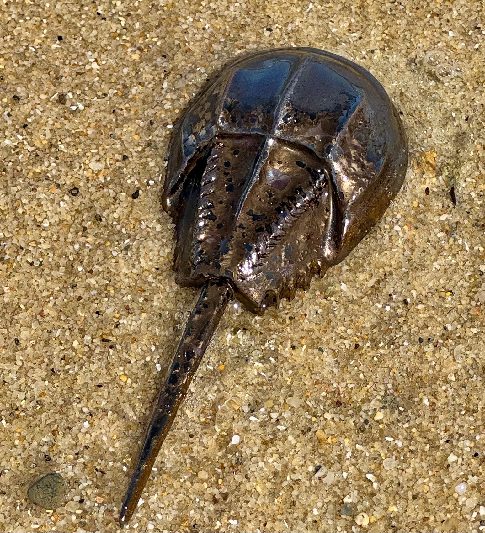 Horseshoe Crab