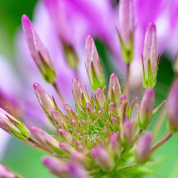 Spider Flower
