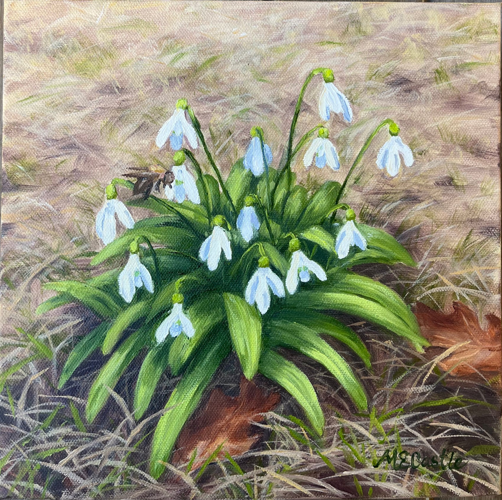 The Snowdrops