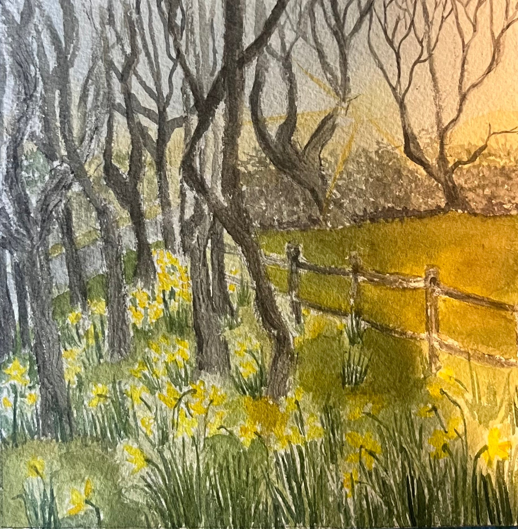 Daffodils at Golden Hour