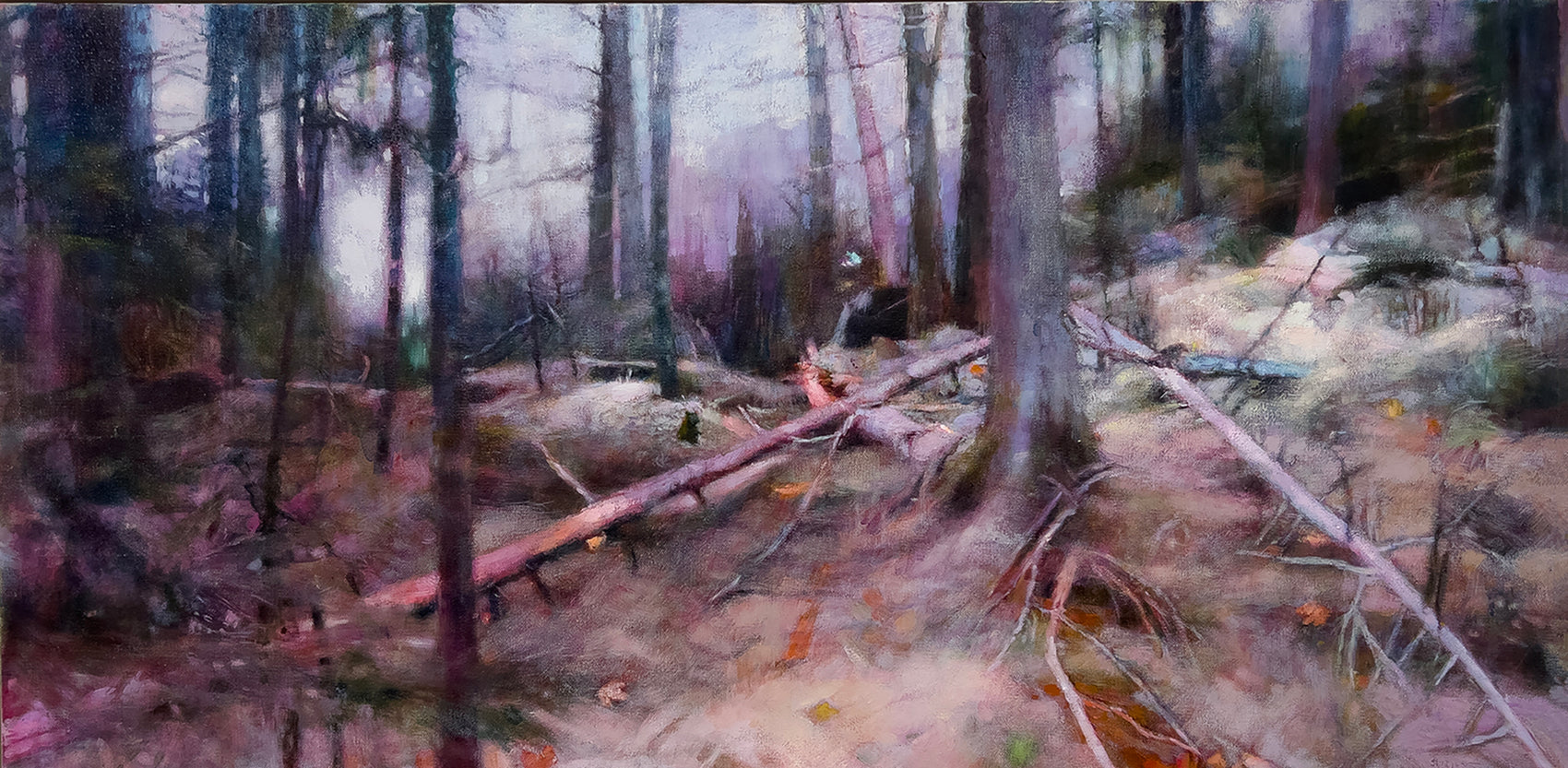 Lighting the way through the forest