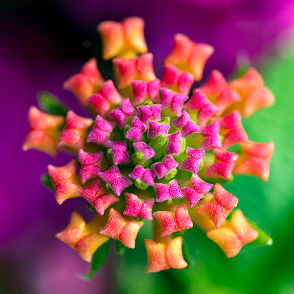 Lantana