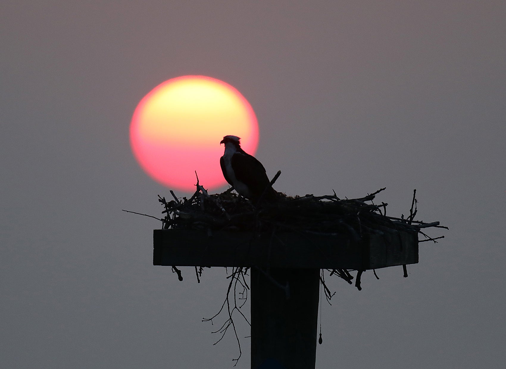 Osprey Sunrise