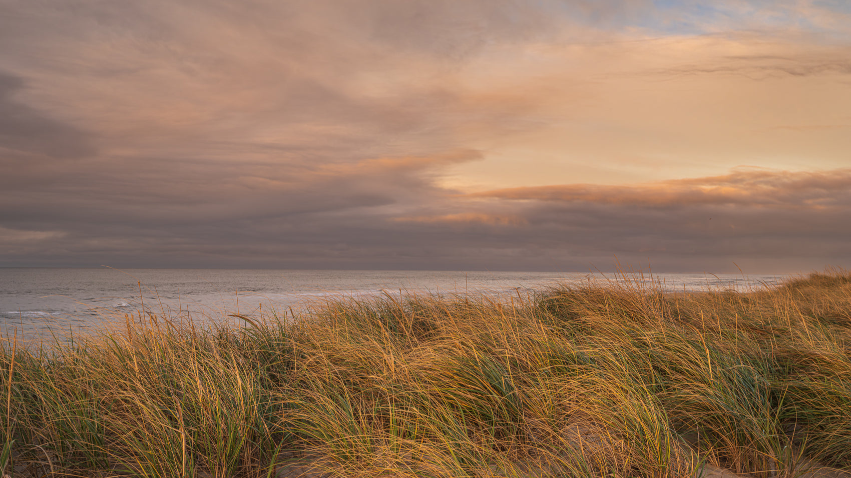 Beach Grass