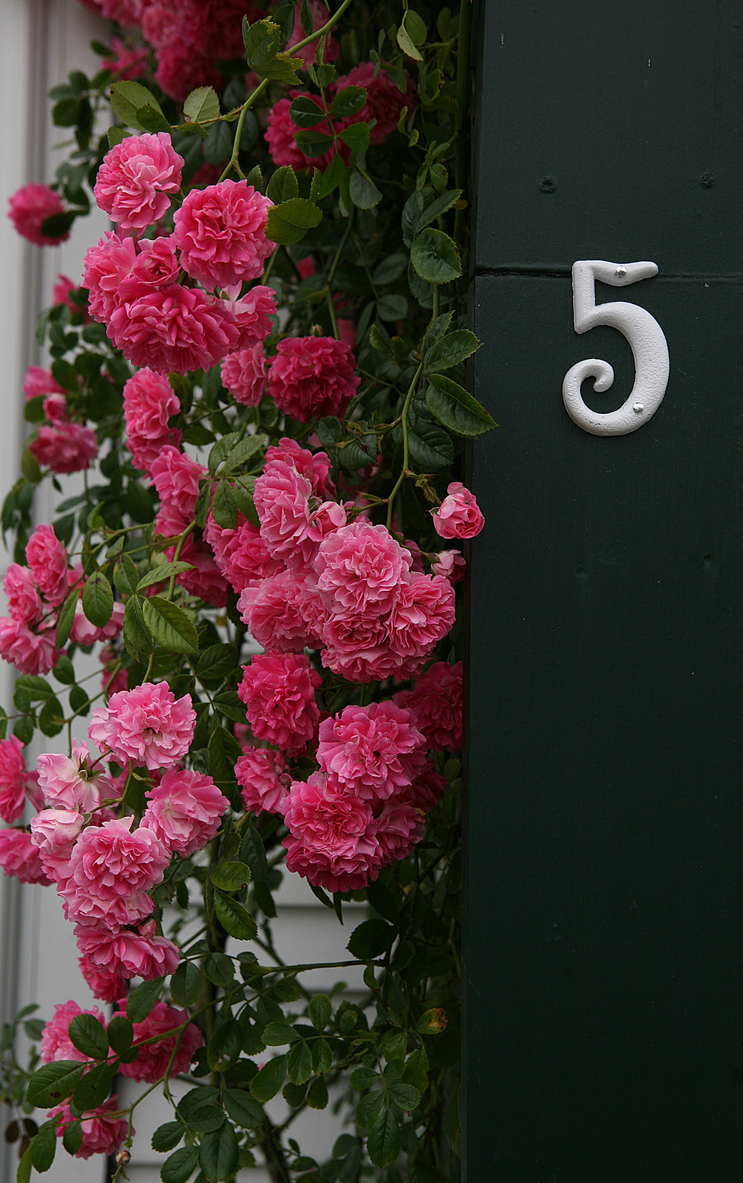 Sconset Roses