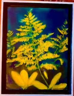 Yellow Fern