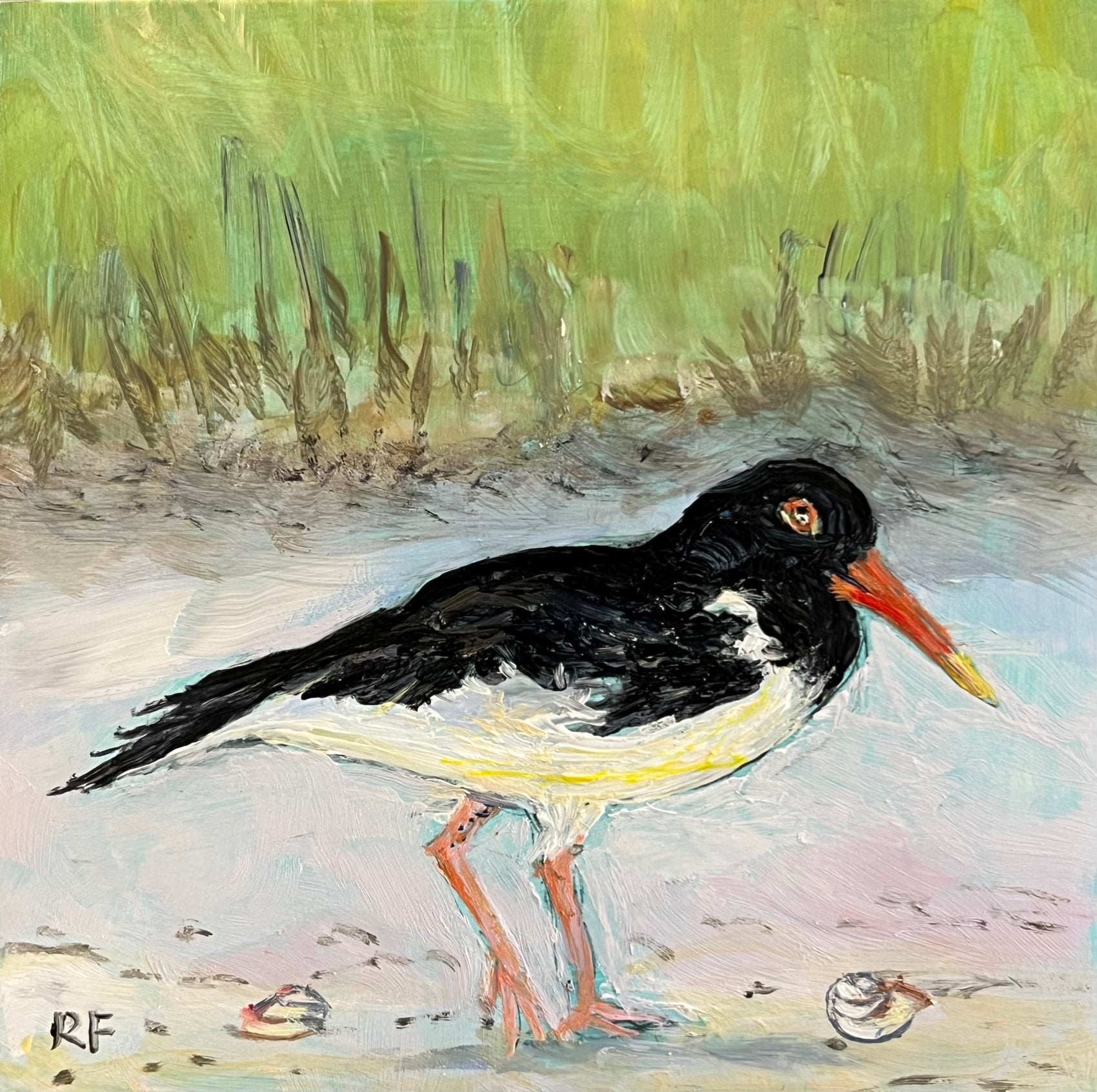 Oystercatcher