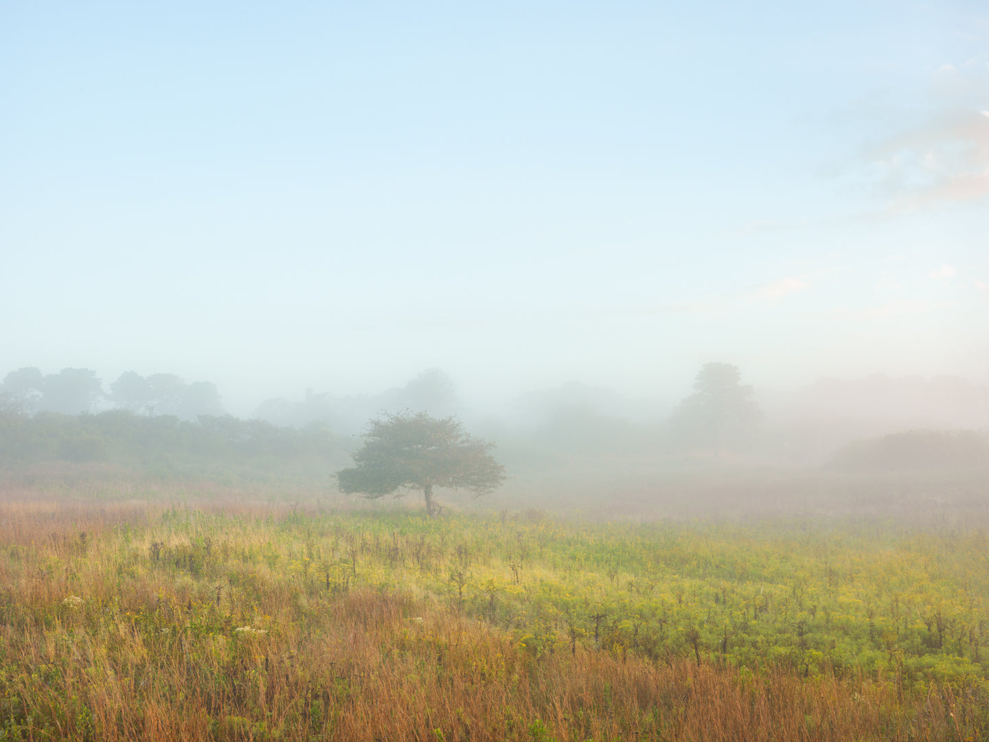 Hawthorne Tree at Trotts Swamp