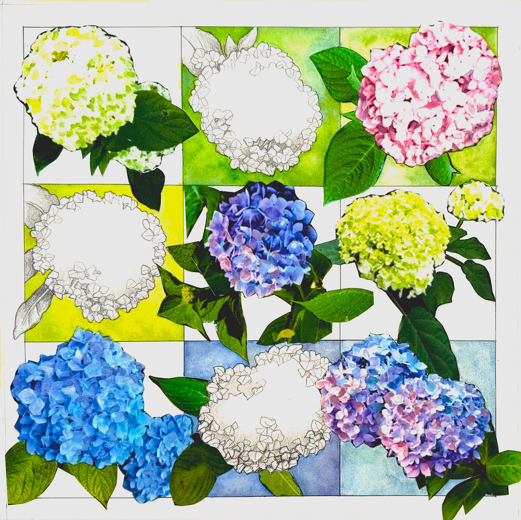 Hydrangea Still Life #2