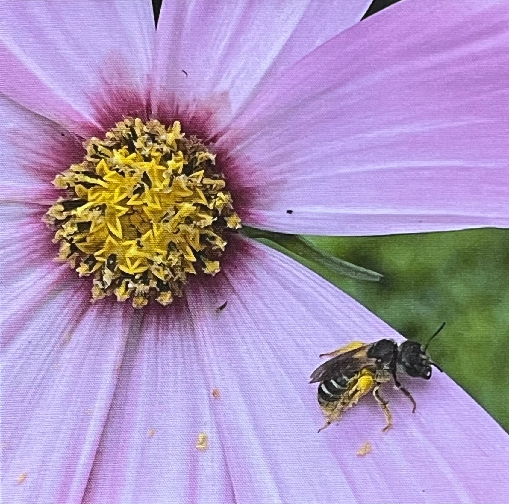 Amidst the Cosmos, Bee Mine