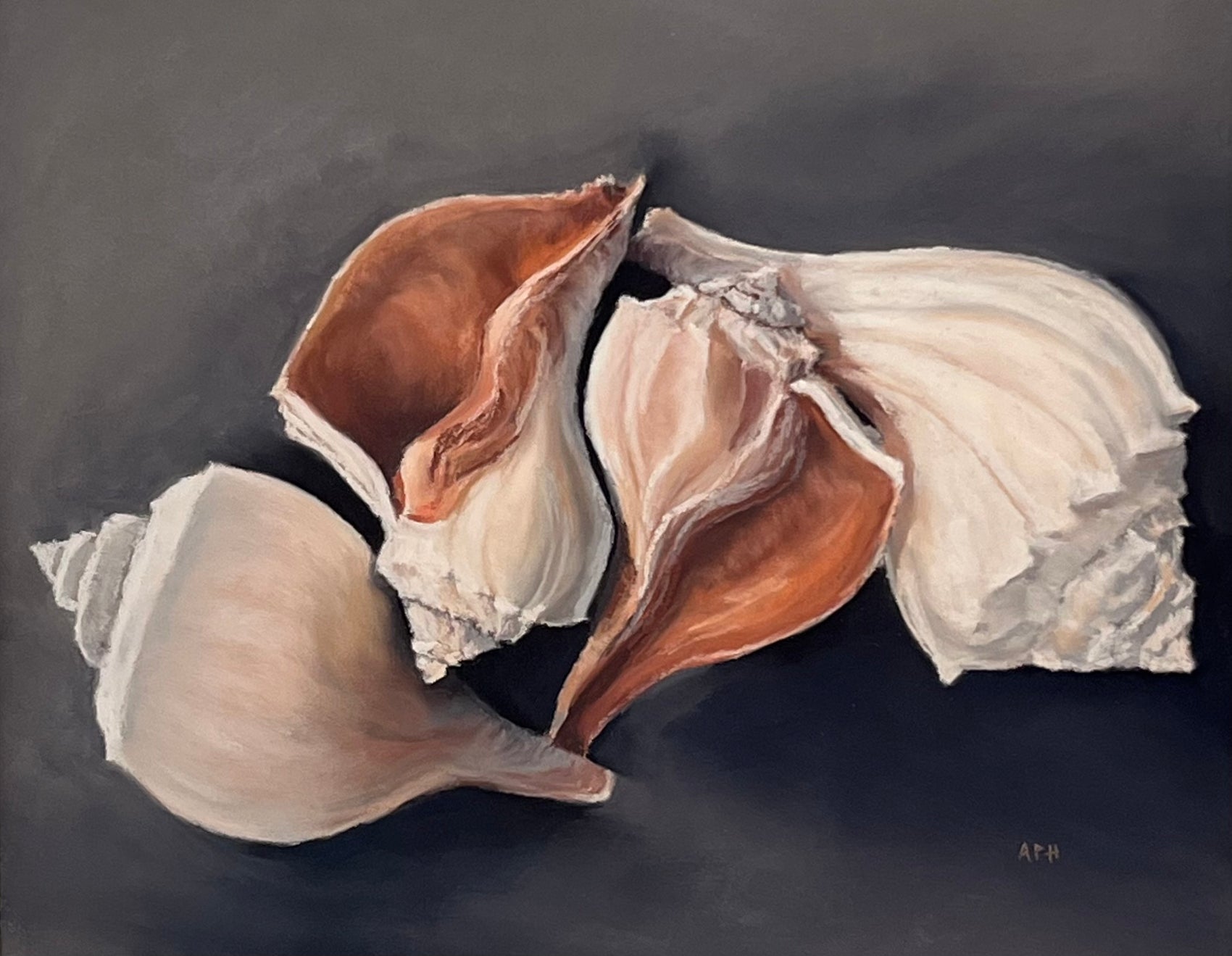 Whelk Family