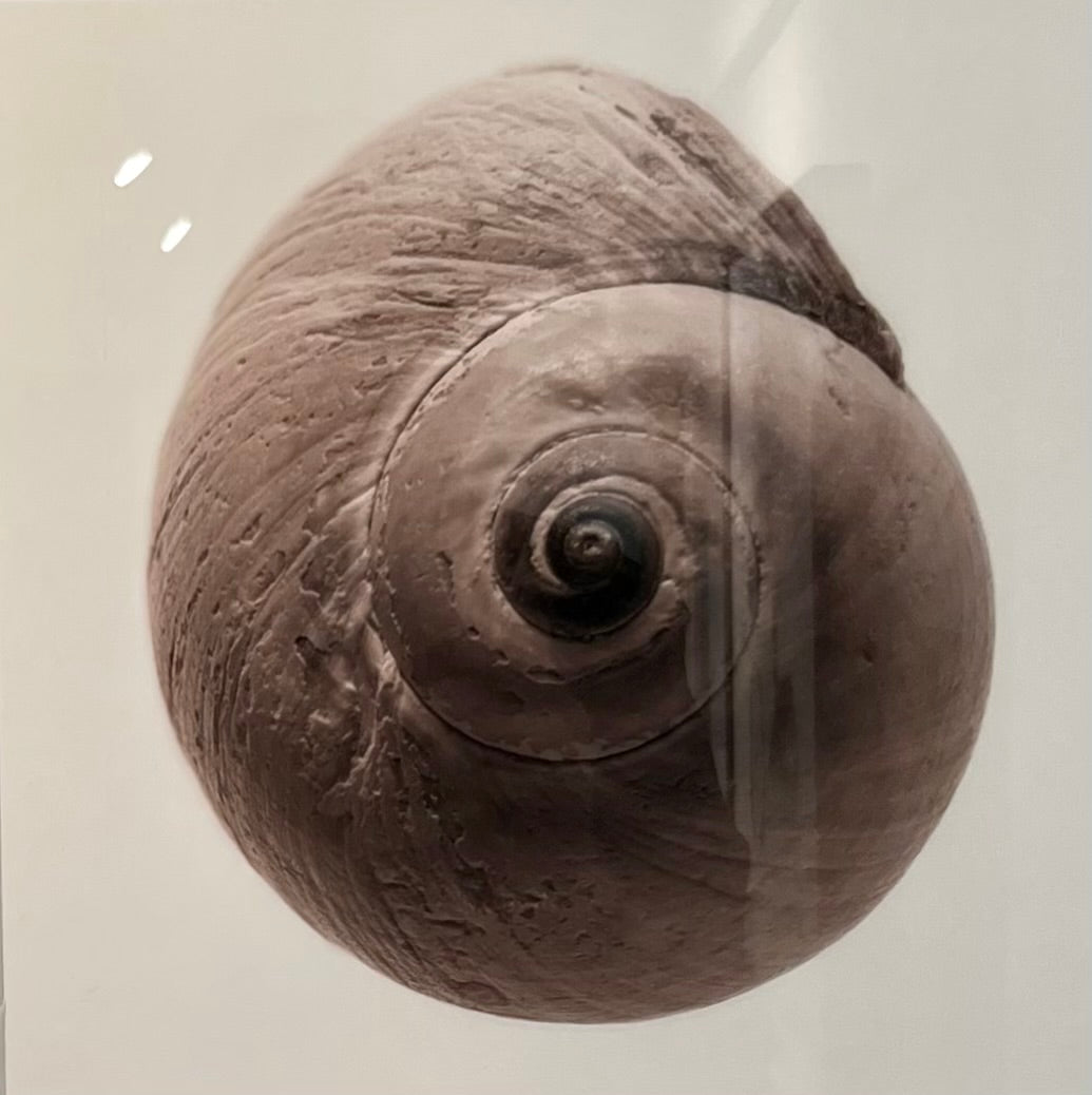 Cisco Shell #3