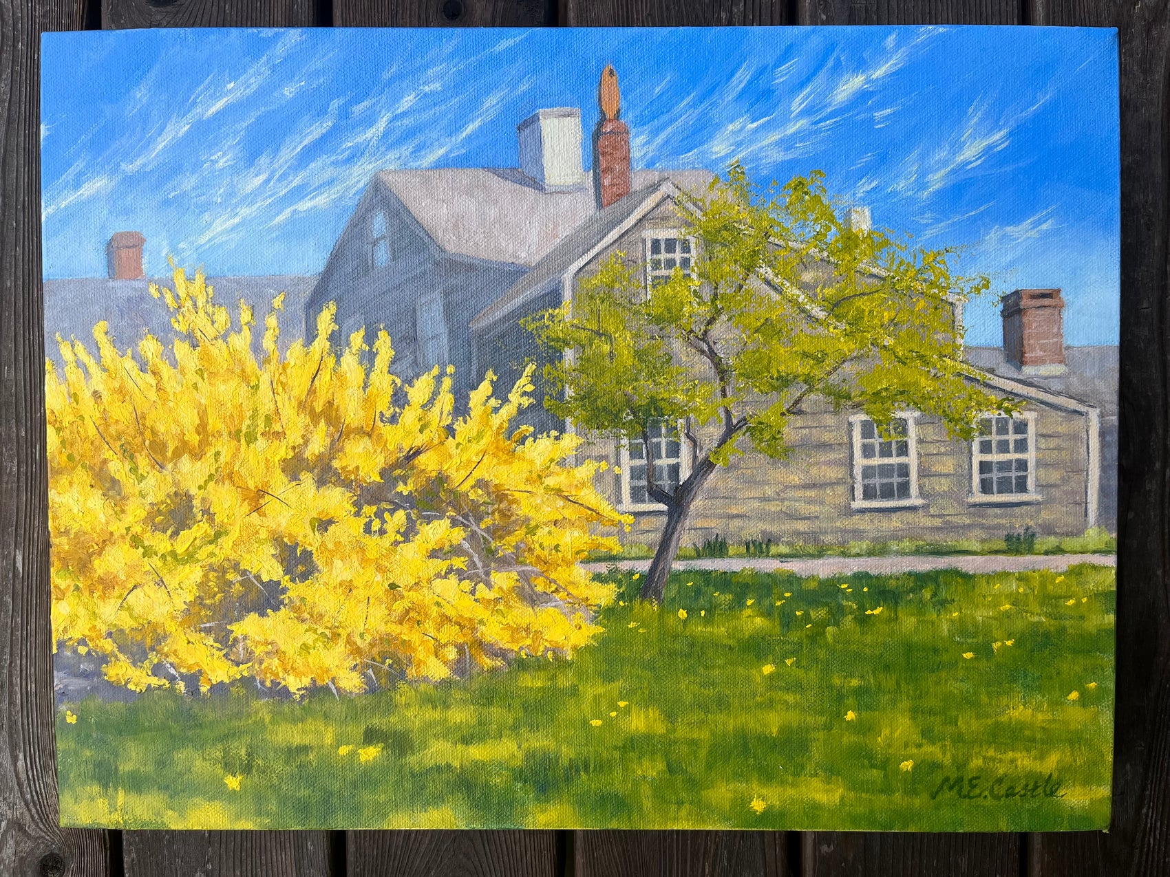 Forsythia Blooms in the Quaker Town