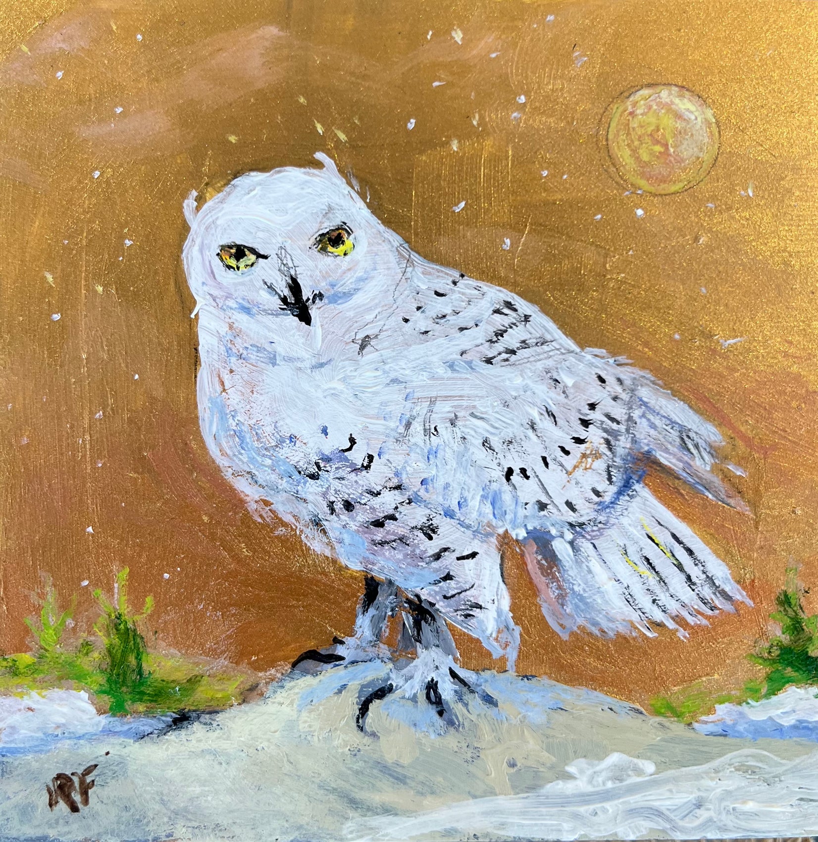 Snowy Owl