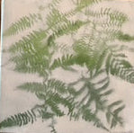 Misty Fern