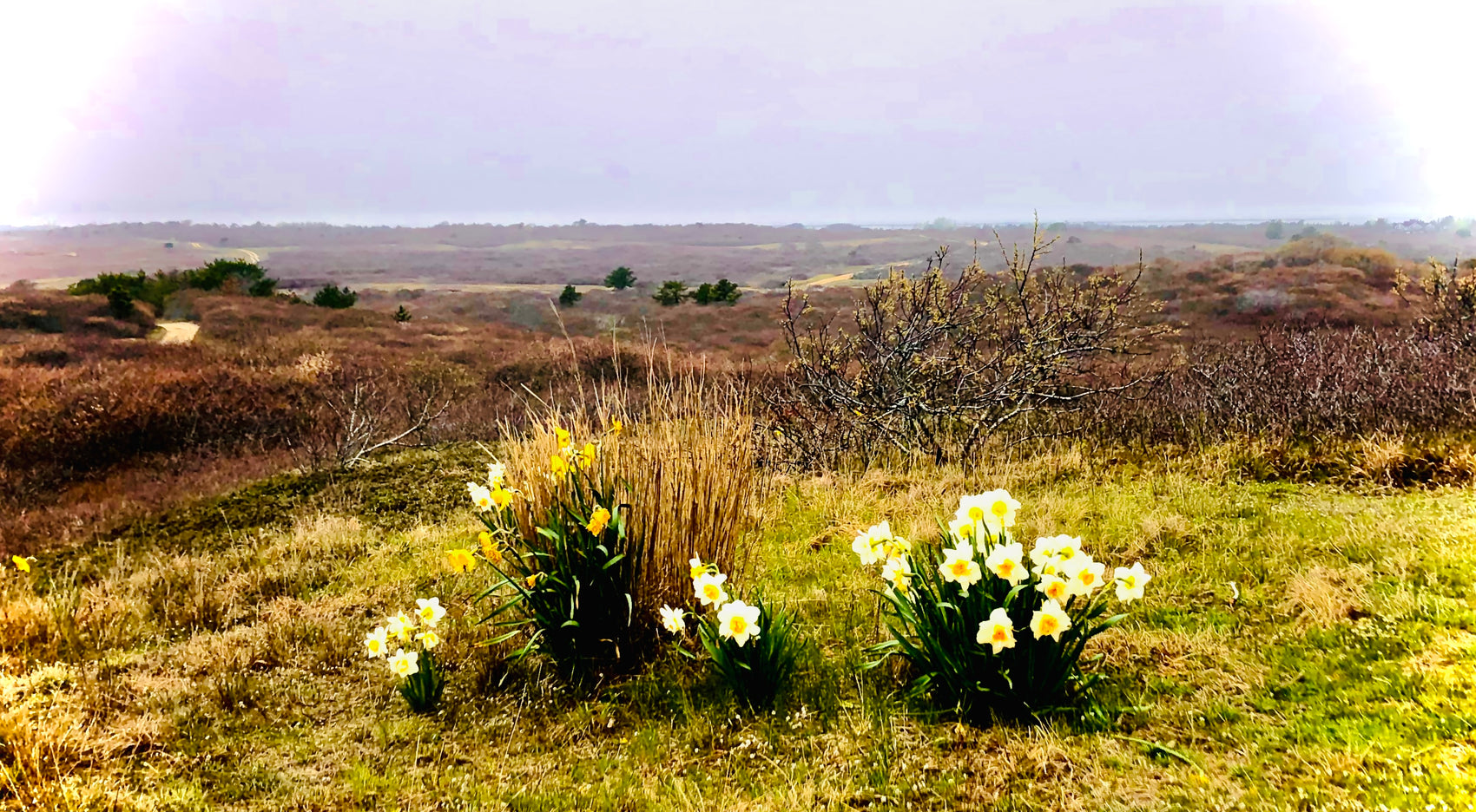 Over the Moors