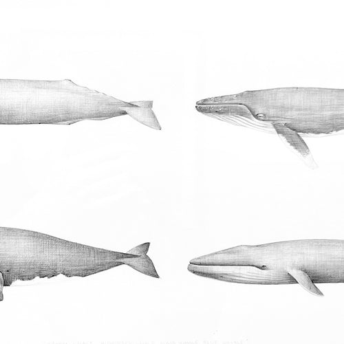 Sperm Whale, Humpback, Right, Blue