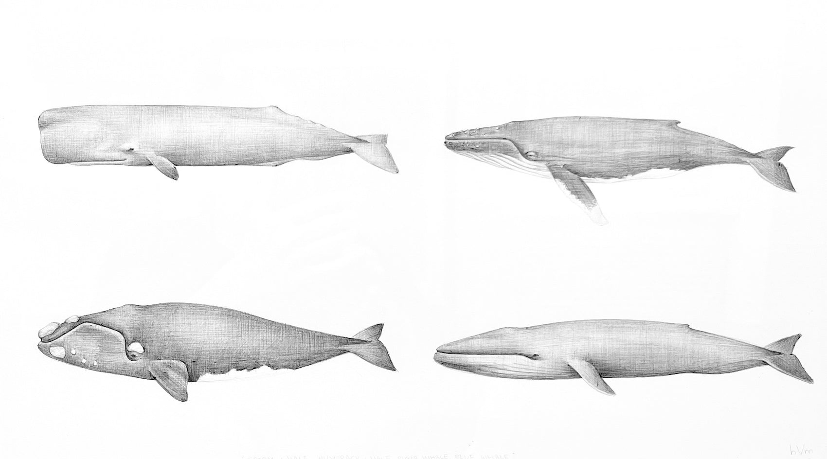Sperm Whale, Humpback, Right, Blue