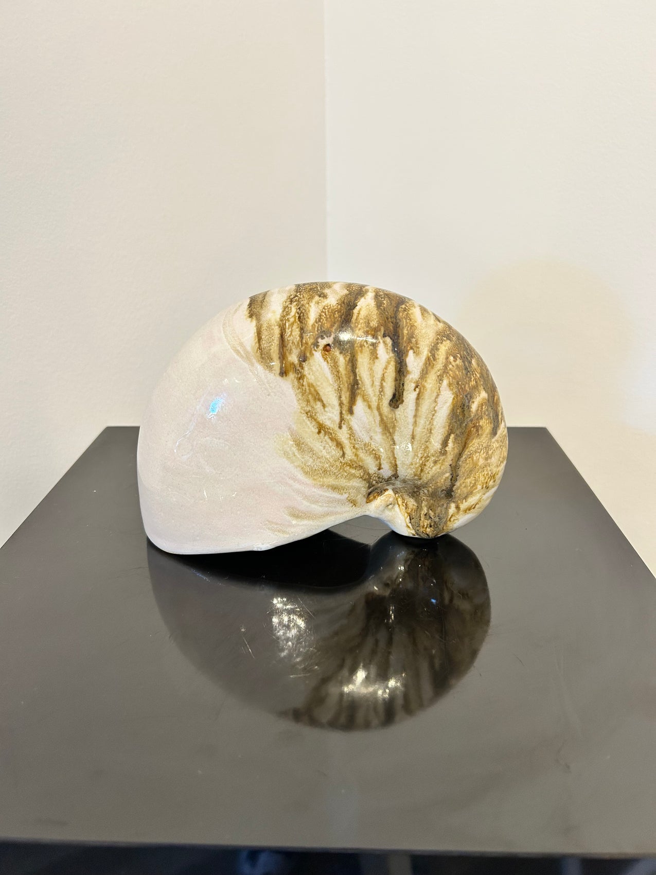 Nautilus Shell